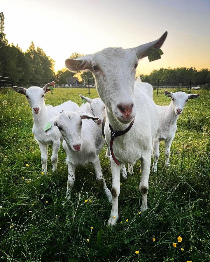 Pipowagens Bij Pannenkoekenrestaurant & Camping De Koppenjan 'Een Uniek Verblijf Met Kinderspeelboerderij' Jubbega-Schurega ภายนอก รูปภาพ